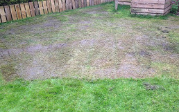 lawn stage 1