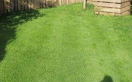 lawn stage 6